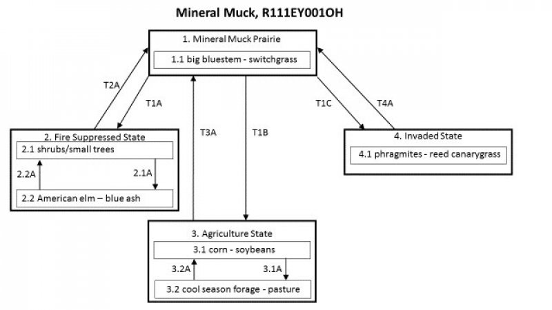 Model diagram