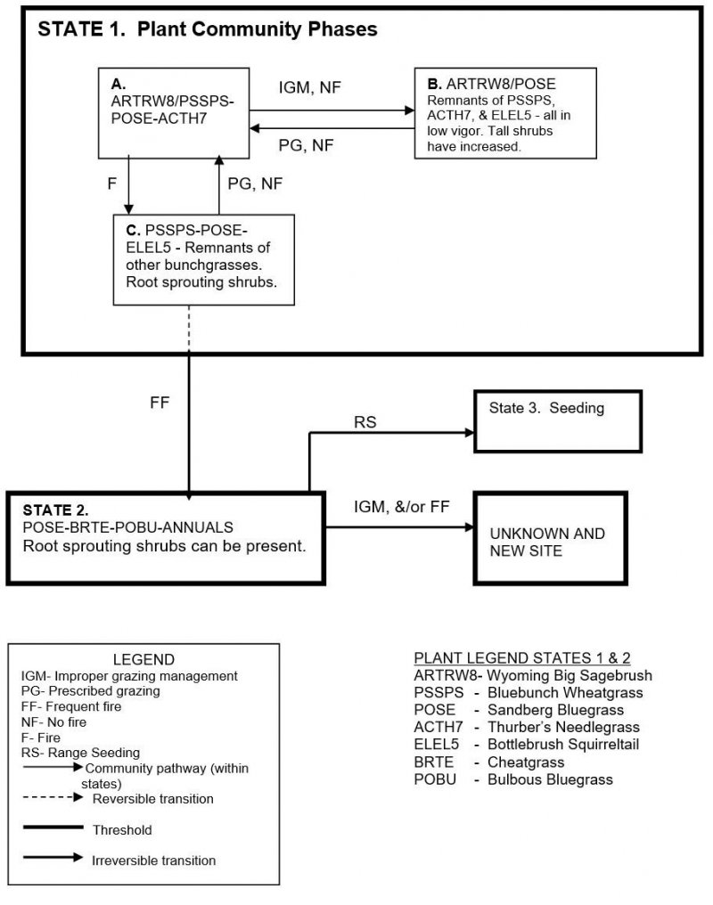 Model diagram