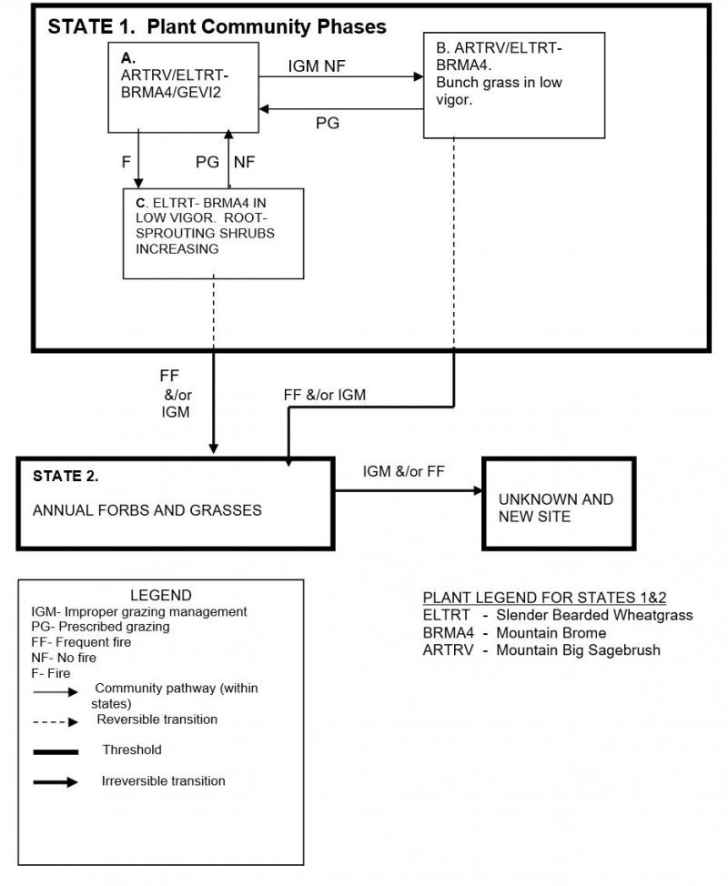 Model diagram