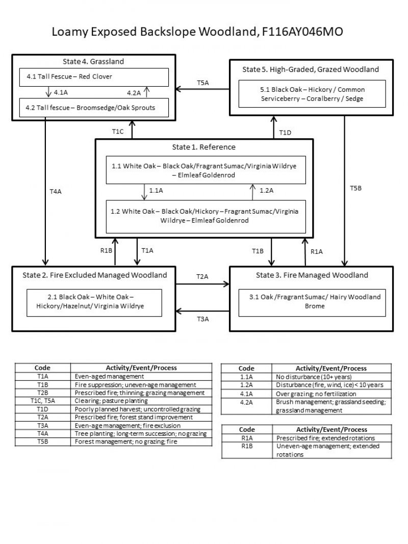 Model diagram