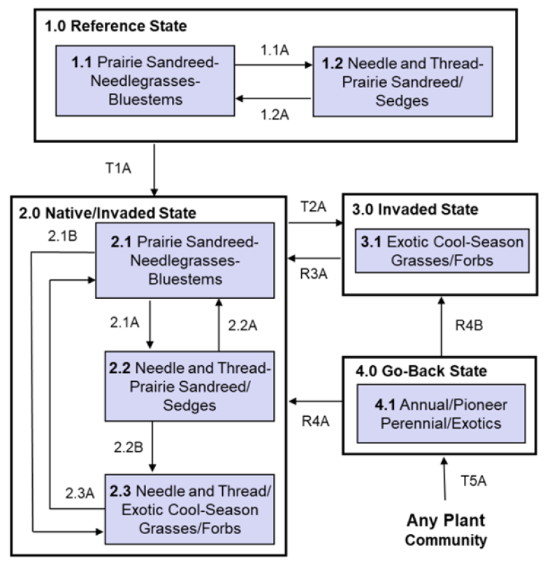 Model diagram