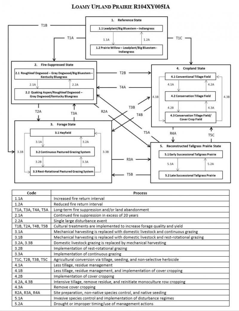 Model diagram