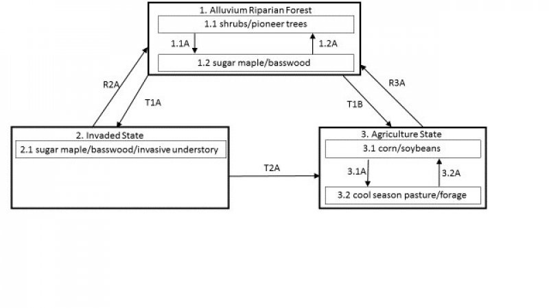 Model diagram