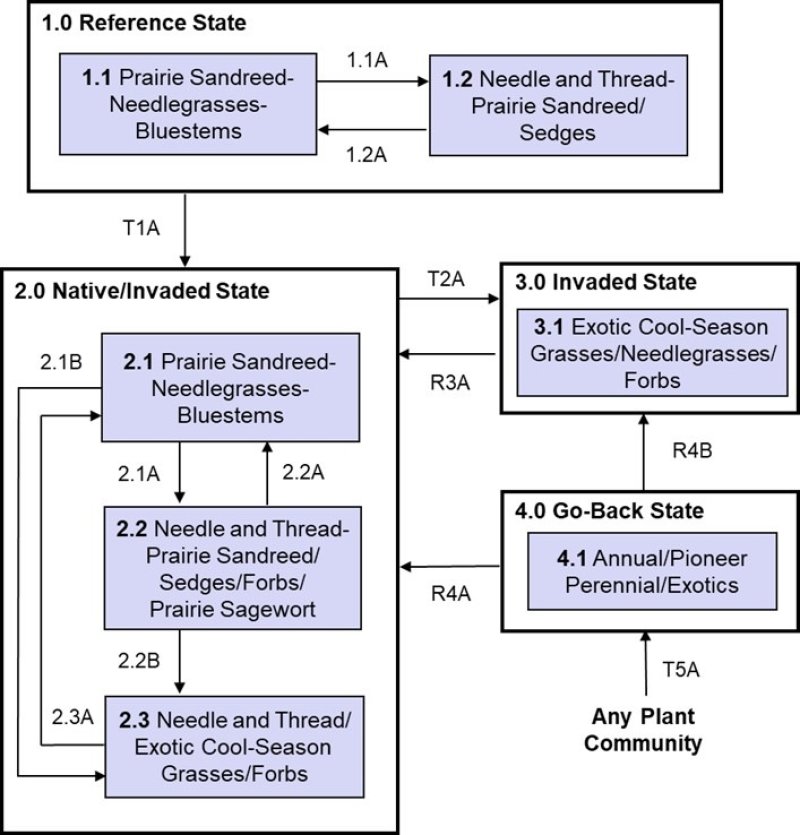 Model diagram