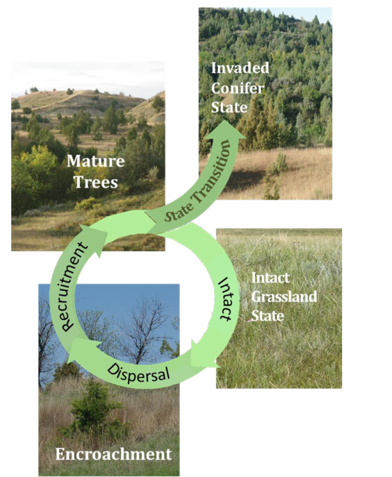 Model diagram
