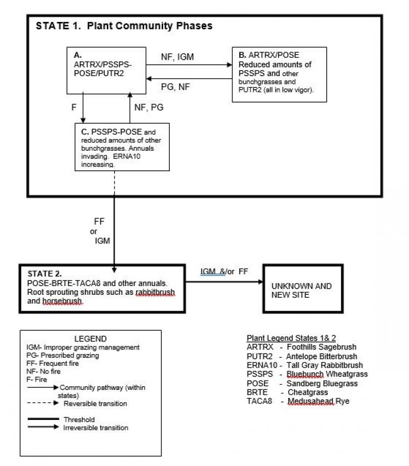 Model diagram