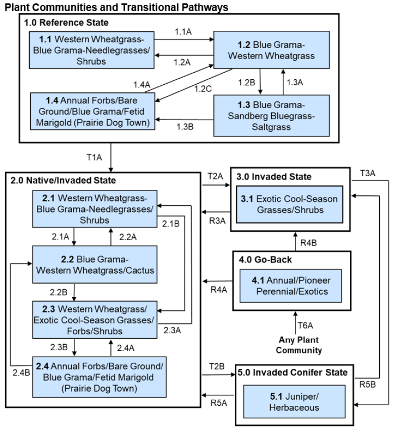 Model diagram