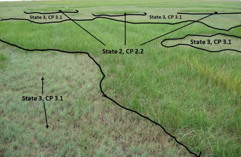 Model diagram