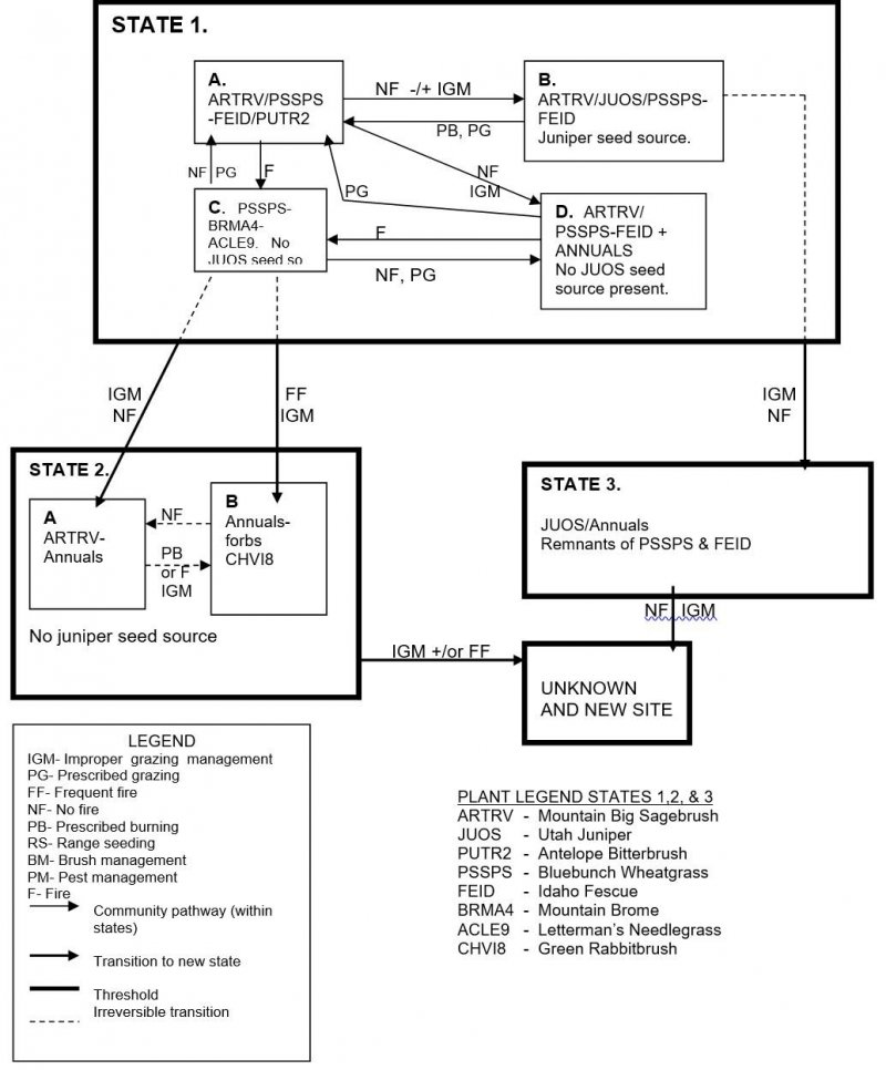 Model diagram