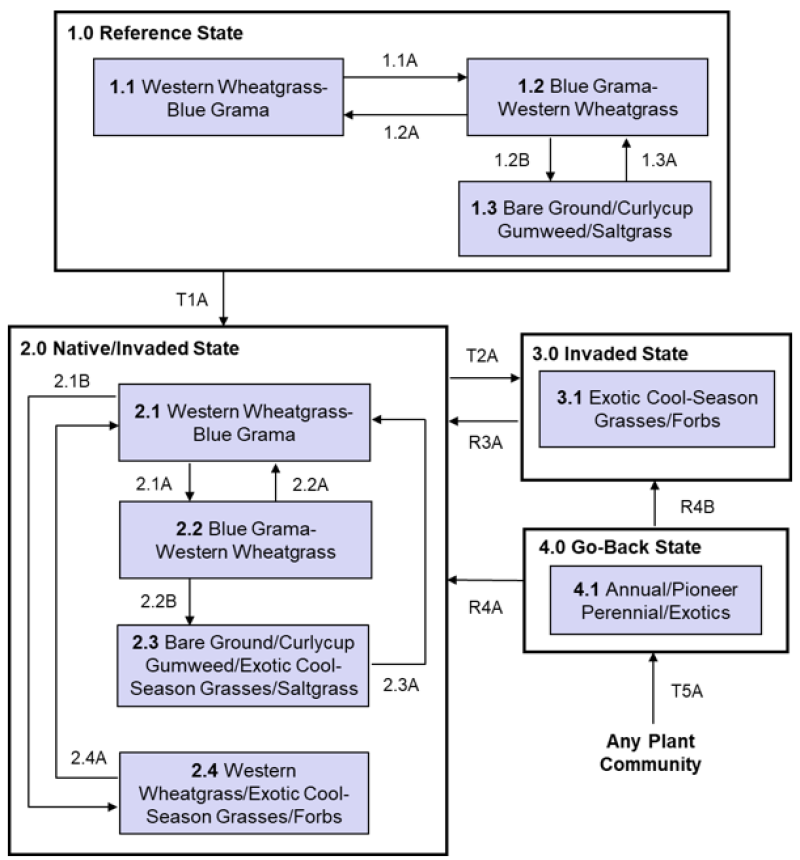 Model diagram