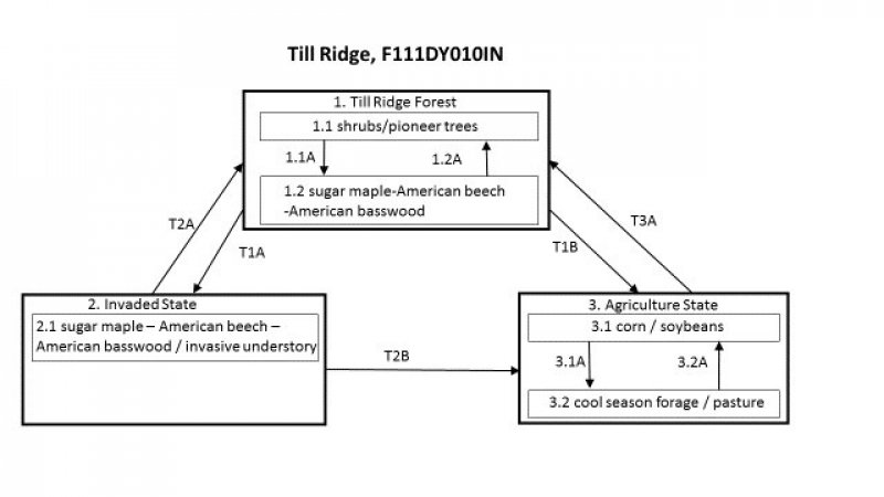 Model diagram