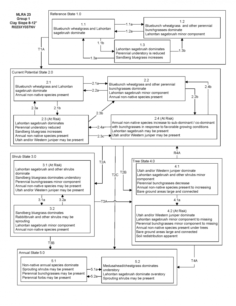 Model diagram