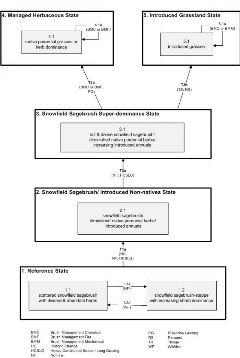 Model diagram