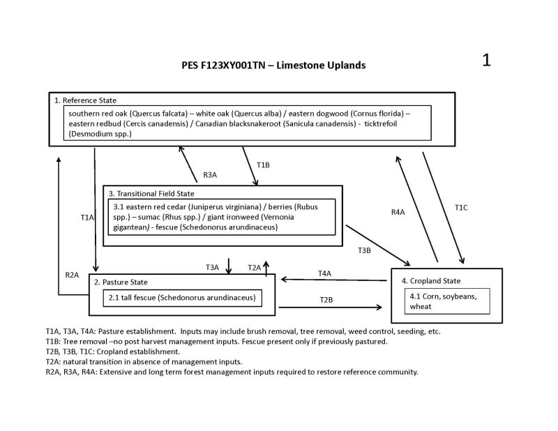 Model diagram