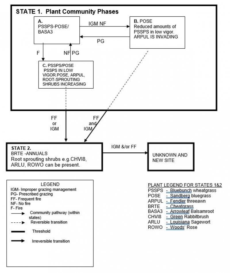 Model diagram