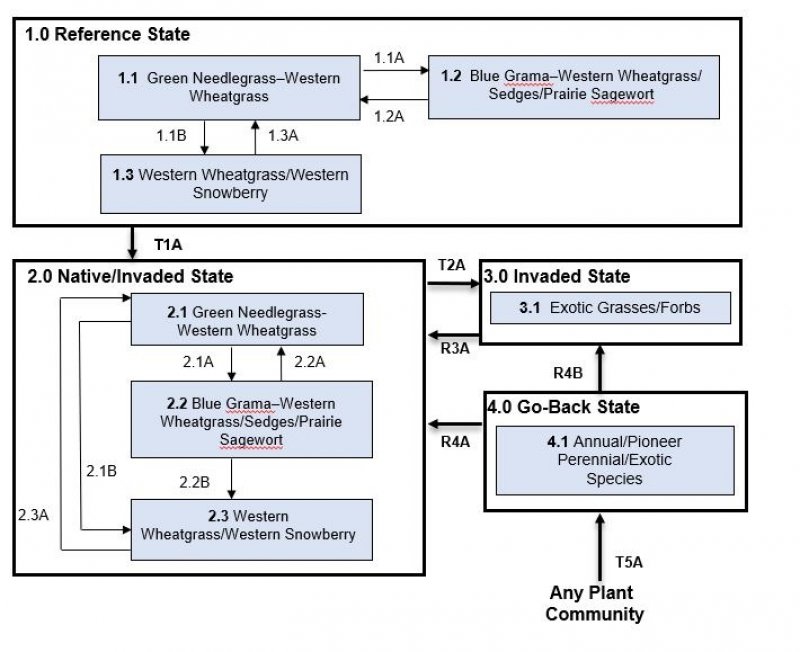 Model diagram