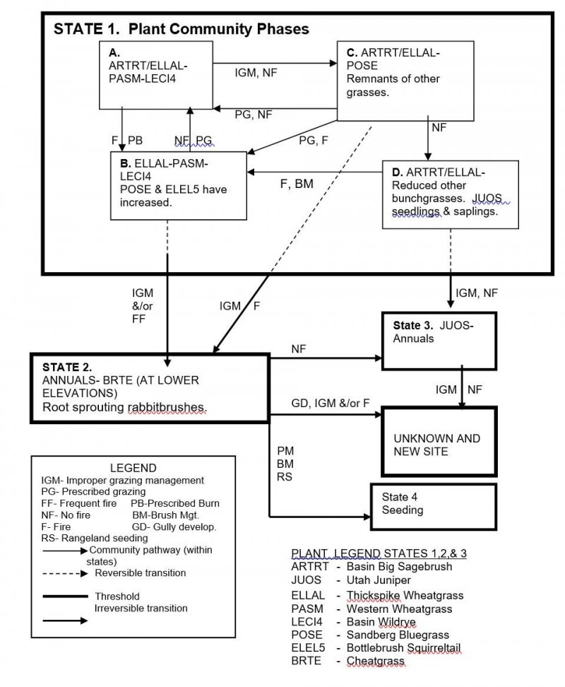 Model diagram