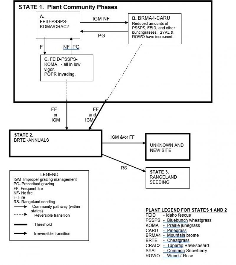 Model diagram