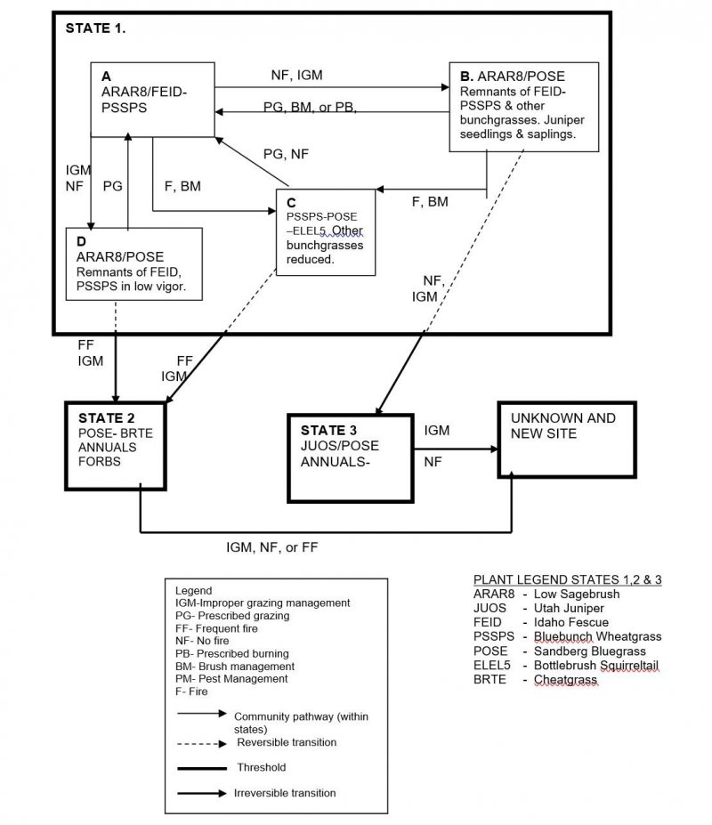Model diagram