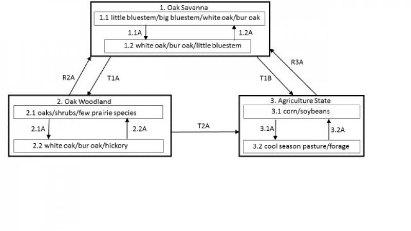 Model diagram