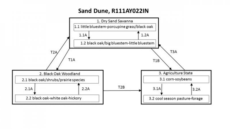 Model diagram