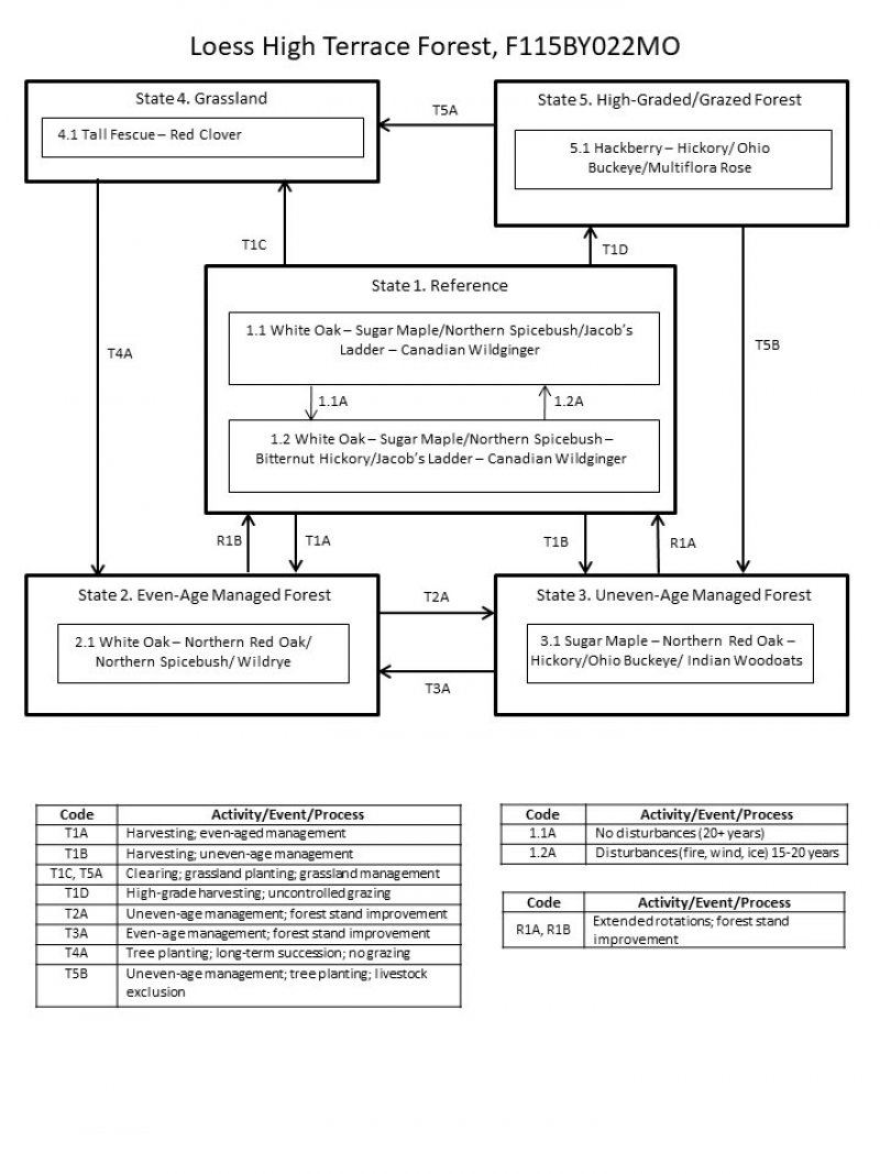 Model diagram
