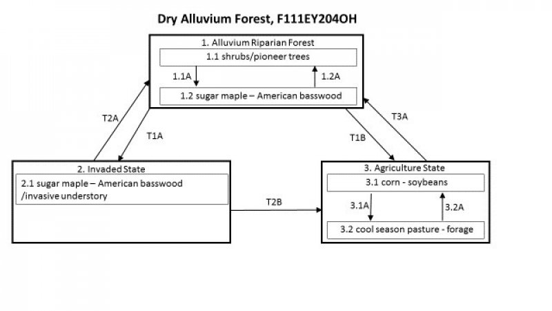 Model diagram