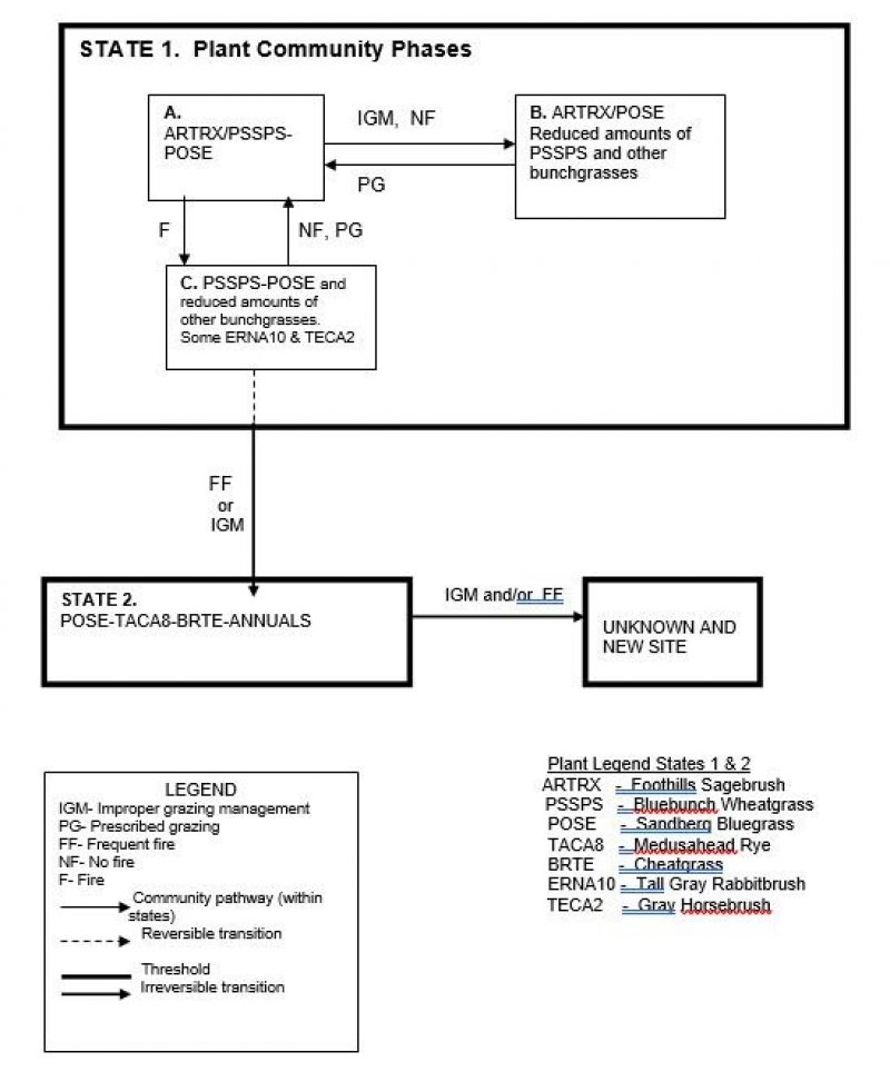Model diagram