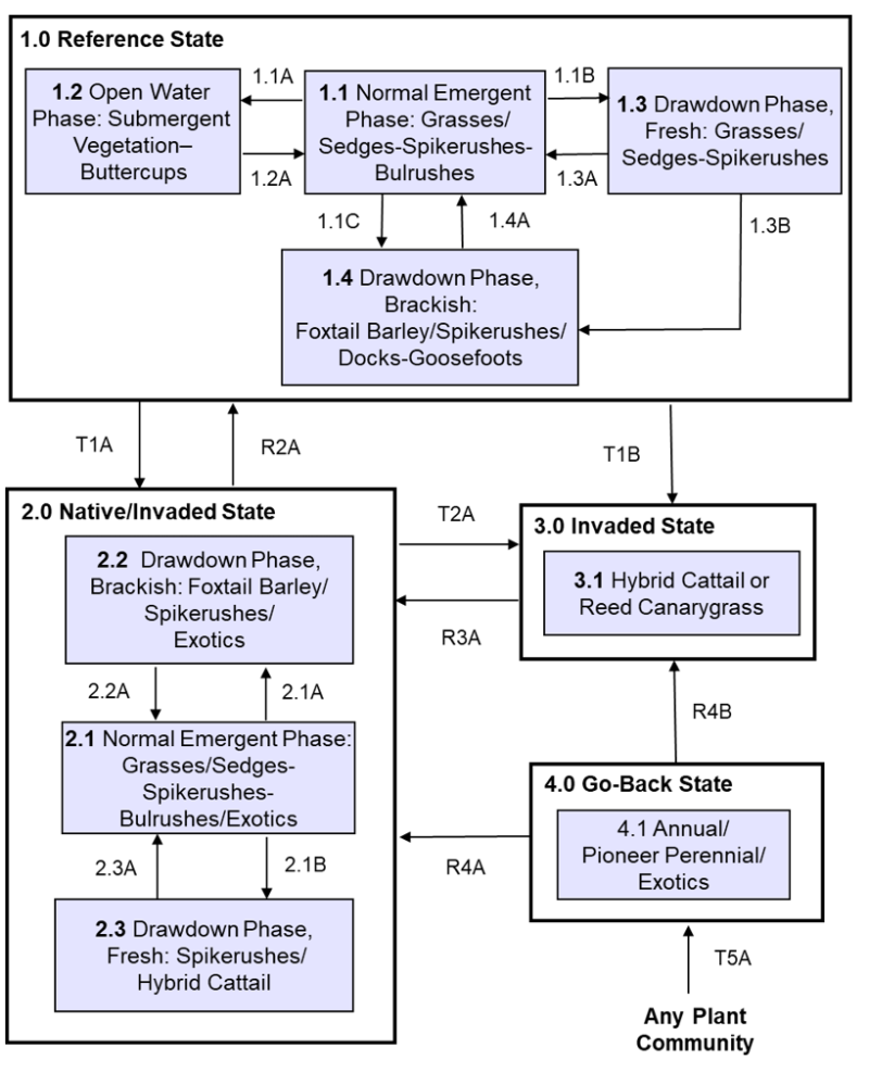 Model diagram