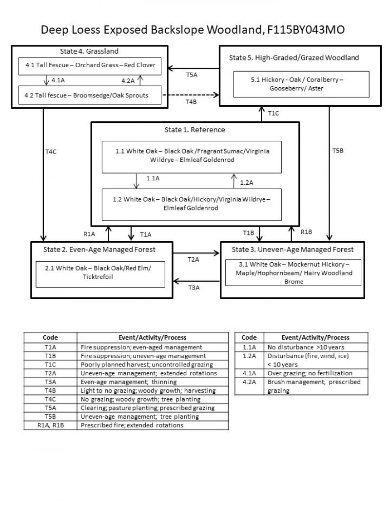 Model diagram