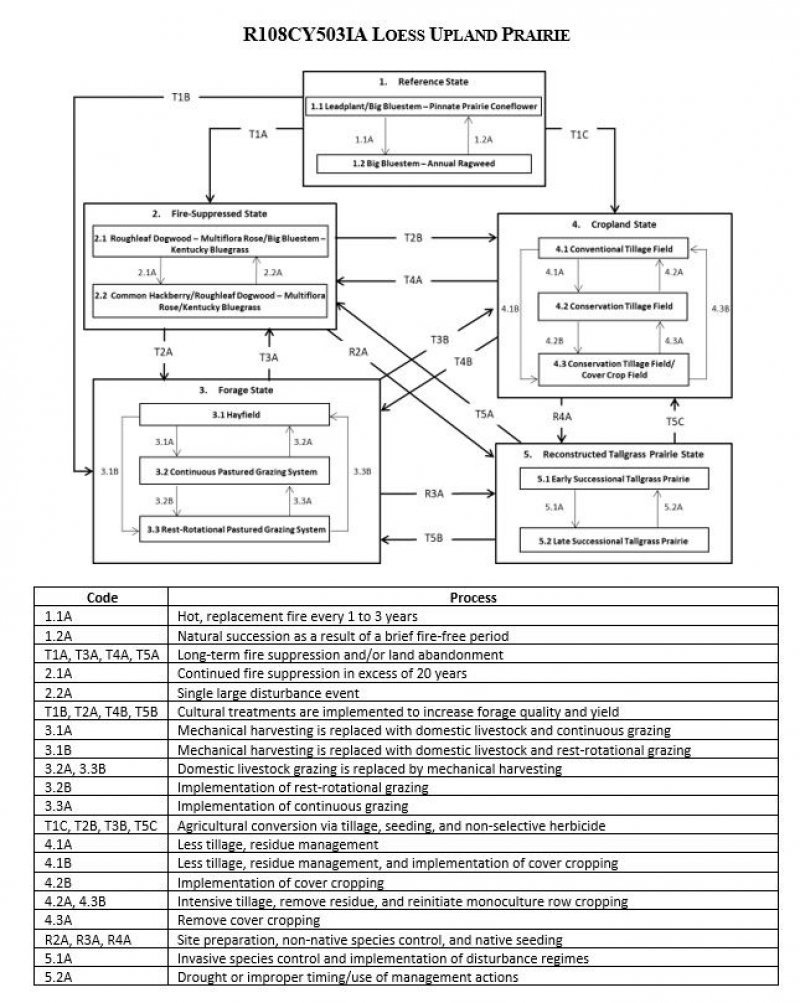 Model diagram