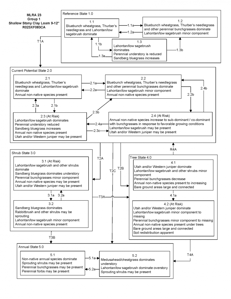 Model diagram