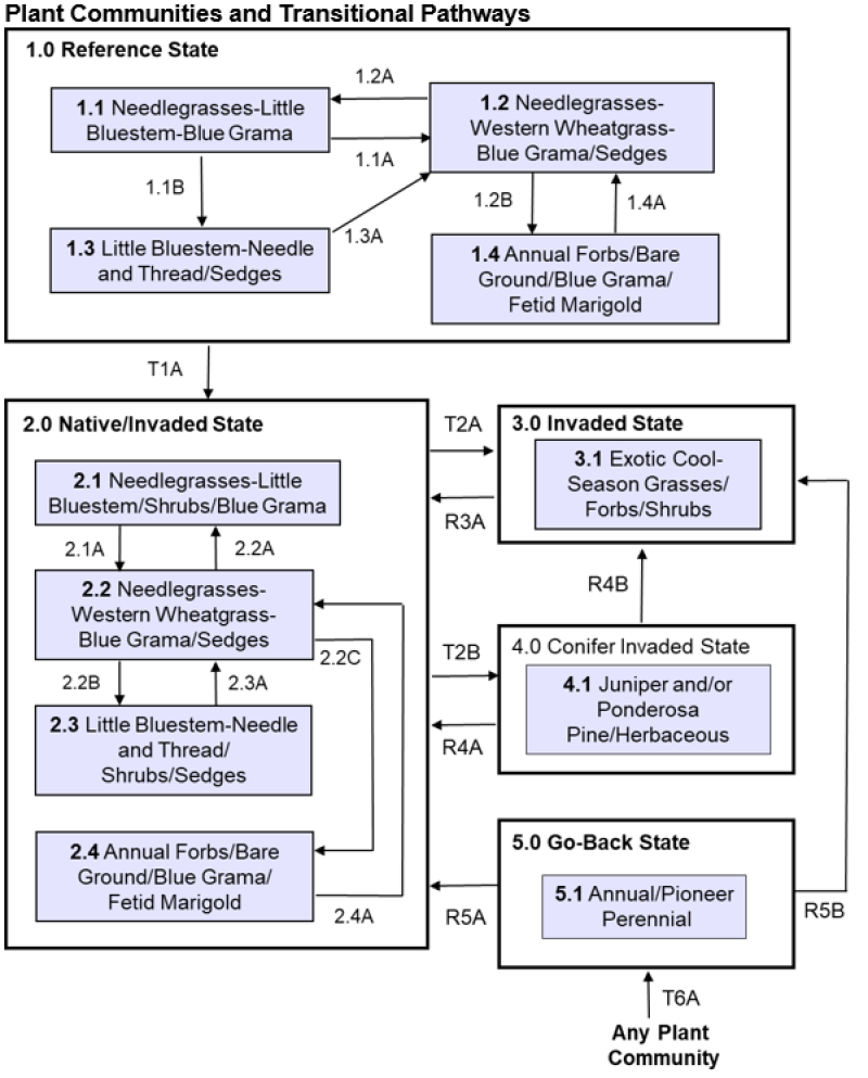 Model diagram
