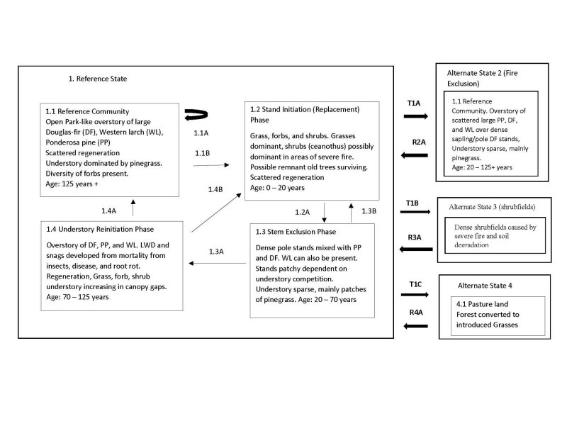 Model diagram