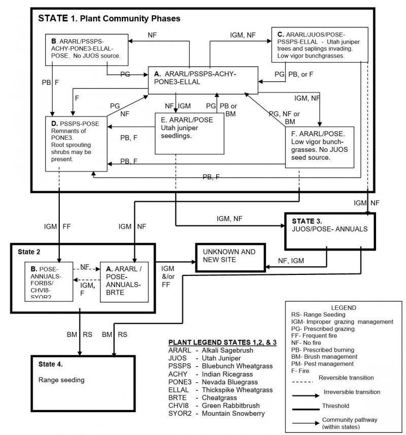 Model diagram