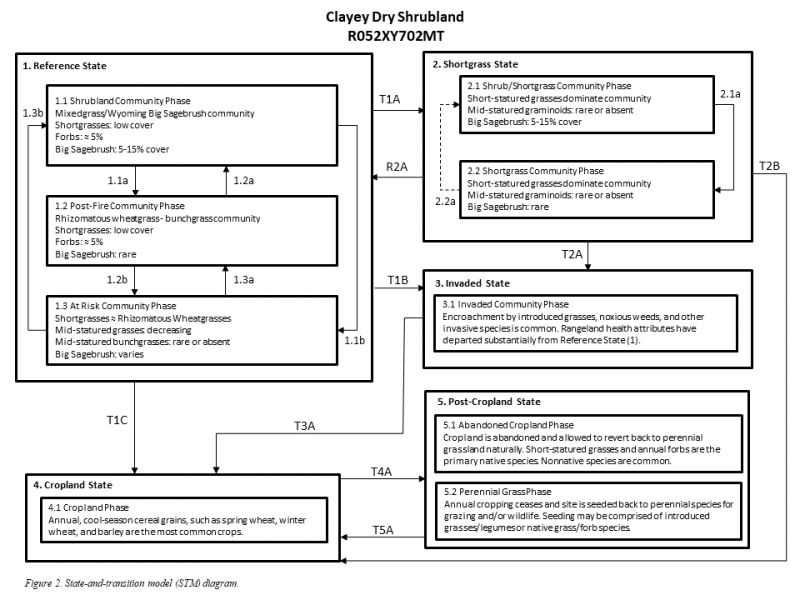 Model diagram