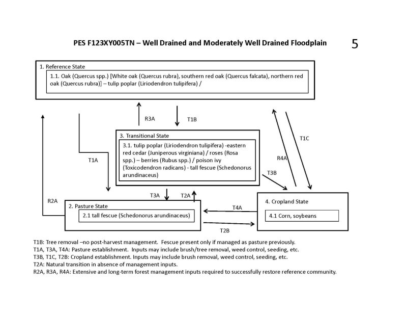 Model diagram