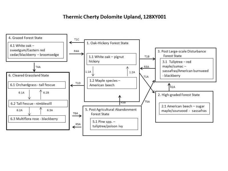 Model diagram