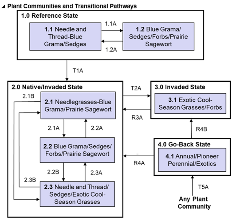 Model diagram