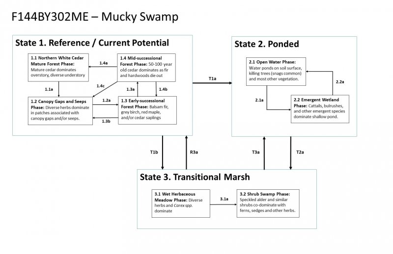 Model diagram