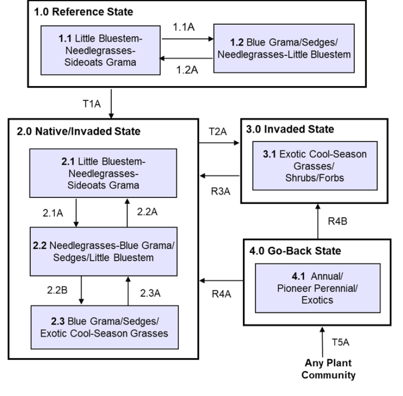 Model diagram