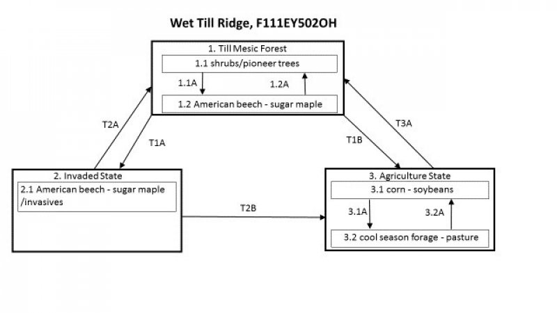 Model diagram