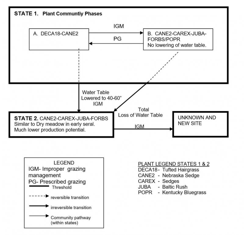 Model diagram