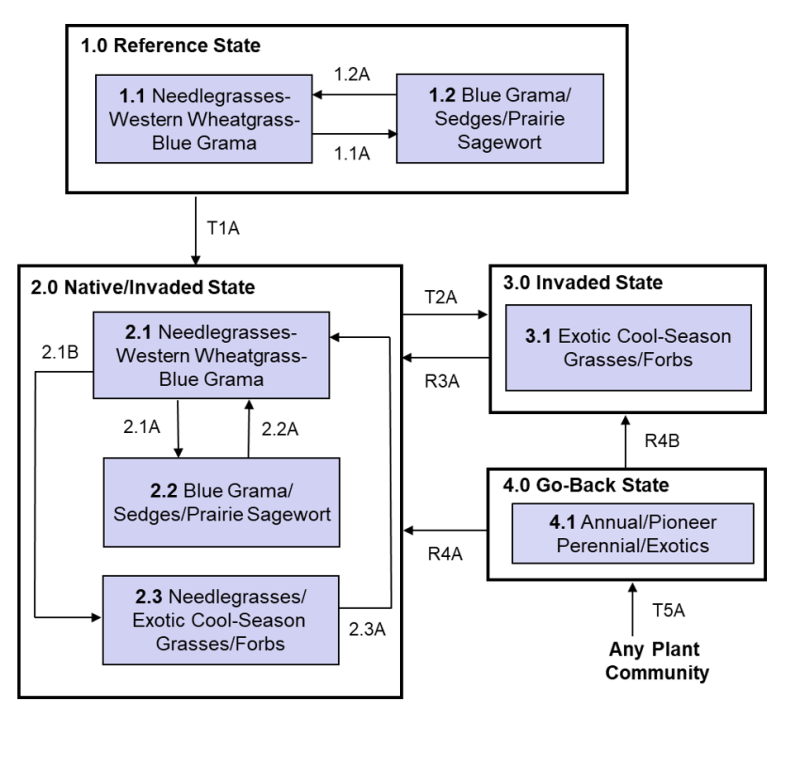 Model diagram