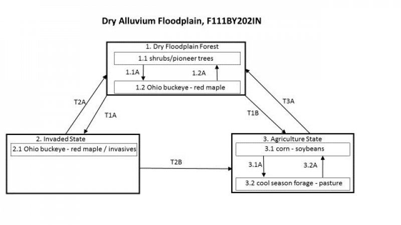 Model diagram