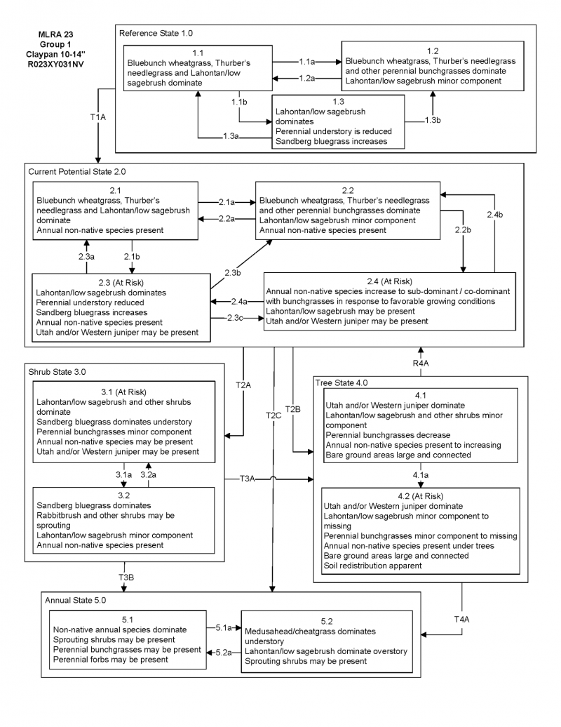 Model diagram