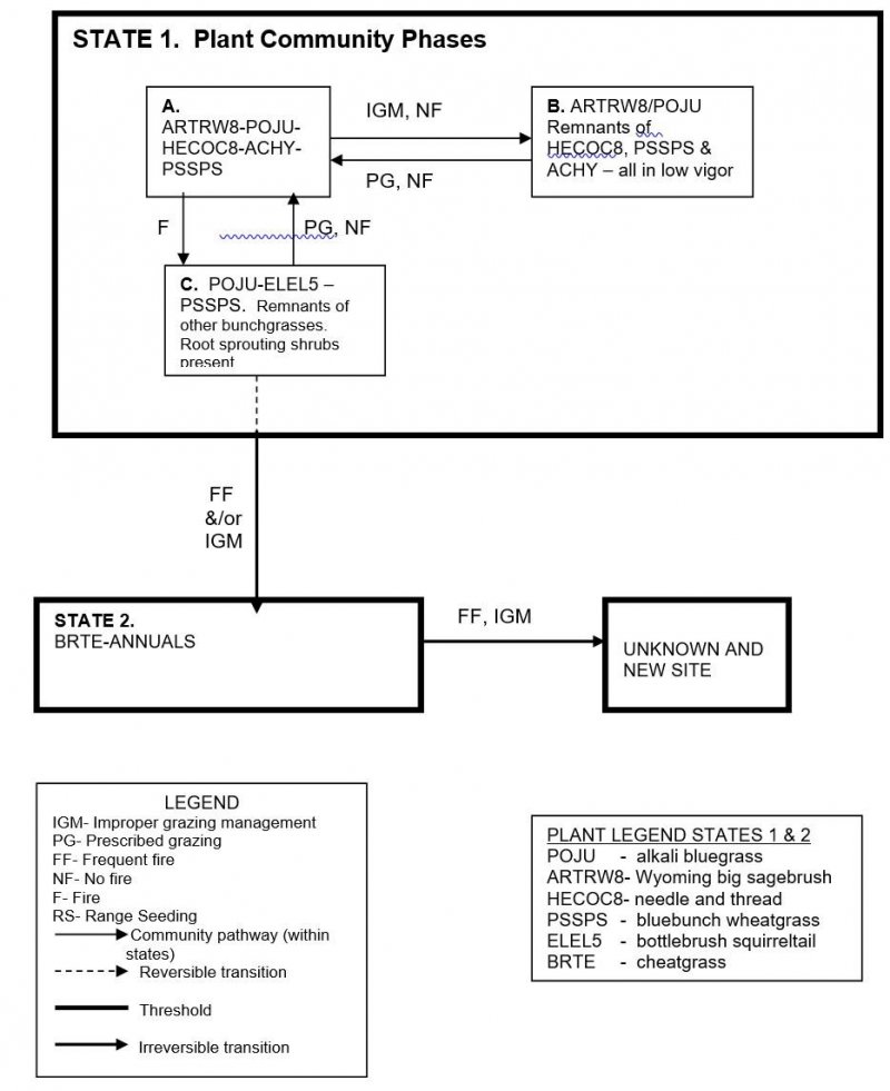 Model diagram