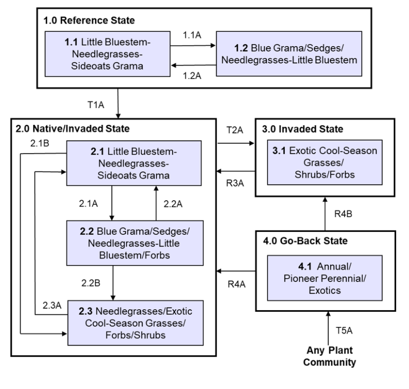 Model diagram