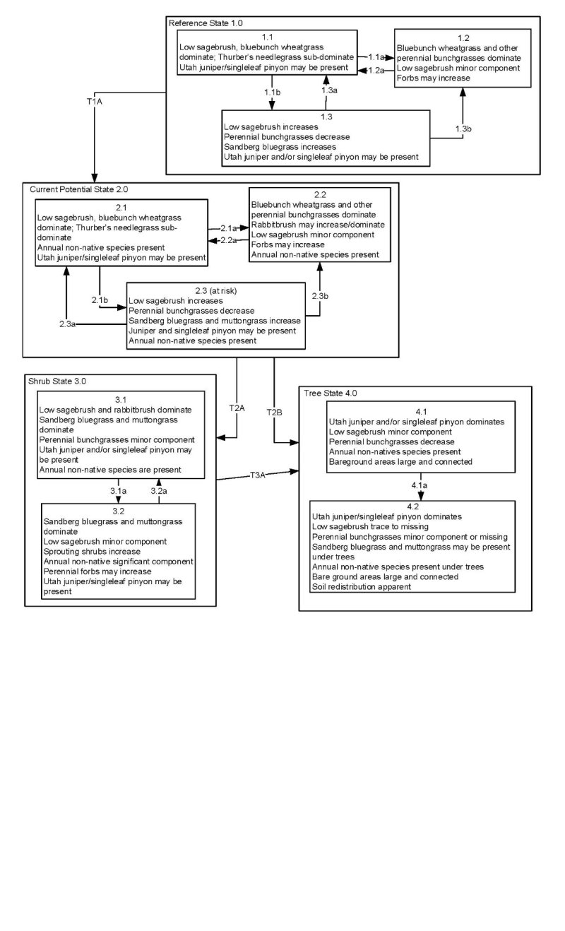 Model diagram