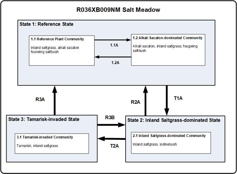 Model diagram